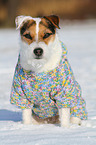 sitting Jack Russell Terrier