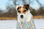 Jack Russell Terrier Portrait