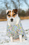 sitting Jack Russell Terrier