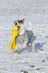 playing Jack Russell Terrier