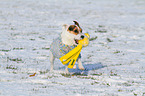 playing Jack Russell Terrier