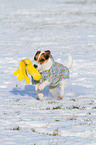 playing Jack Russell Terrier