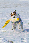 playing Jack Russell Terrier