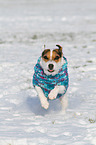 running Jack Russell Terrier