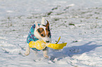 playing Jack Russell Terrier