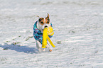 playing Jack Russell Terrier