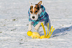 playing Jack Russell Terrier