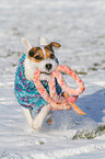 playing Jack Russell Terrier