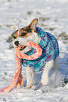 playing Jack Russell Terrier