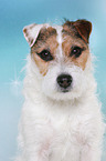 Jack Russell Terriern Portrait