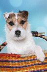 Jack Russell Terrier