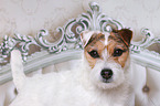Jack Russell Terriern Portrait