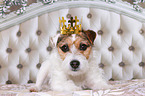 lying Jack Russell Terrier