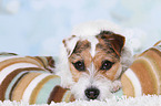 lying Jack Russell Terrier