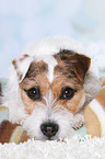 lying Jack Russell Terrier