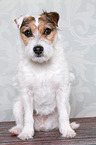 sitting Jack Russell Terrier