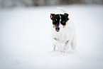 Jack Russell Terrier in the snow