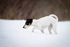 Jack Russell Terrier in the snow