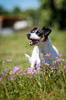 standing Jack Russell Terrier