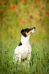 sitting Jack Russell Terrier