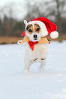 Jack Russell Terrier in the snow