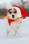 Jack Russell Terrier in the snow