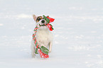 playing Jack Russell Terrier