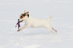 playing Jack Russell Terrier