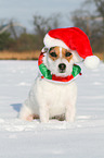 sitting Jack Russell Terrier