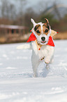 Jack Russell Terrier in the snow