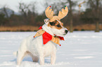 Jack Russell Terrier in the snow