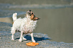 shaking Jack Russell Terrier