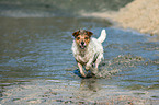 running Jack Russell Terrier