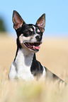 Jack Russell Terrier Portrait