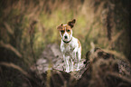 Jack Russell Terrier