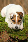 lying Jack Russell Terrier