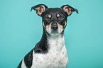 Jack Russell Terrier Portrait