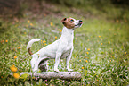 Jack Russell Terrier