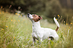 Jack Russell Terrier