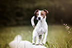 Jack Russell Terrier