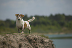 standing Jack Russell Terrier