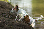 running Jack Russell Terrier