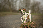 standing Jack Russell Terrier