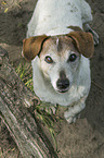 Jack Russell Terrier