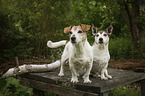 2 Jack Russell Terrier