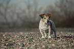 standing Jack Russell Terrier