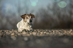 lying Jack Russell Terrier