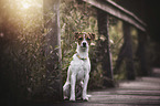 sitting Jack Russell Terrier