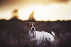 standing Jack Russell Terrier