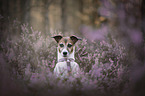 Jack Russell Terrier portrait